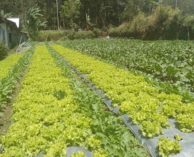 petani organik